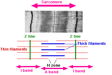 Regions of myofibrils